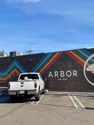 A dog chilling in a car at Pacific Beach