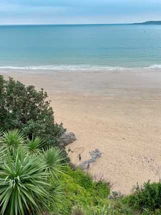 Palm tree facing Tenby South Beach