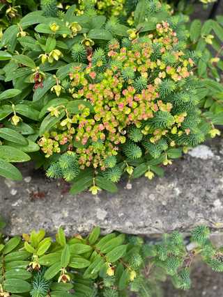 Close up picture of green plants