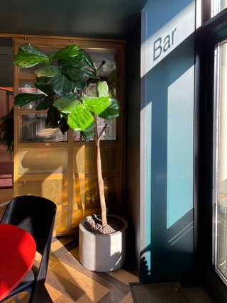 Sunshine flooding in from windows refelcting the word Bar on the wall