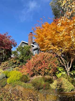 Wonderful autumn colours on a residential road