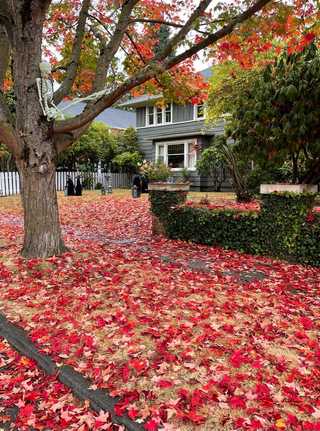 A house covered in autumn leaves at Halloween