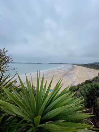 closeup of a palm tree facing the beach
