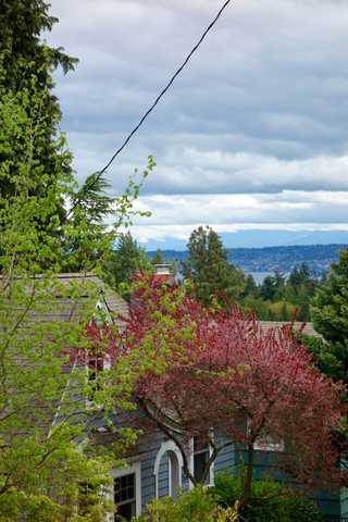 A leafy view of Fremont